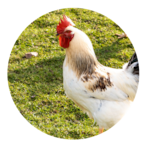 Big.Chicken's Avatar'