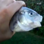 Sketch10121's Avatar