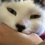 UltramanVcat's Avatar