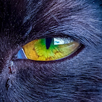 mghpic's Avatar'