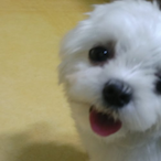 KashOn23Hz's Avatar'