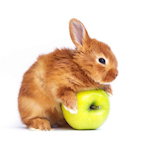 NeutralRabbit's Avatar'