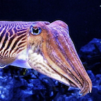 superpak5810's Avatar'