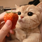 MonkeyKnuck's Avatar'