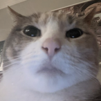 betterthanraf's Avatar'