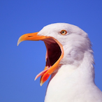 PiediniDiDoc's Avatar'