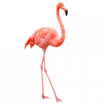Holy_Ostrich's Avatar'