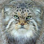 Meow_TueYai's Avatar'