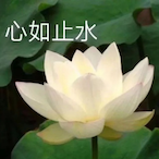 Little.GuNainai's Avatar'
