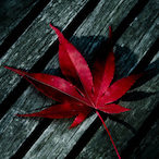 Vulperias's Avatar'