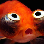 BigTTGothiccGF's Avatar'