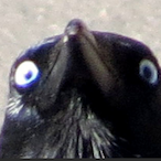 Awoopuddle's Avatar'