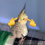 DawnOfTheDuck's Avatar'