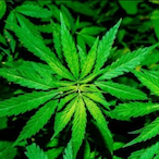 Meister_Dotti's Avatar'