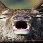 Usch_BaLux's Avatar'