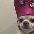 thebigwill8's Avatar'