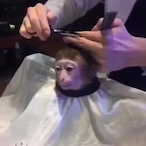 funkemonkeman's Avatar'
