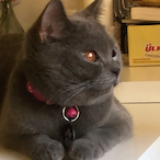 IXlQI's Avatar'