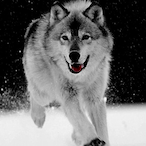 Jackz_24's Avatar'