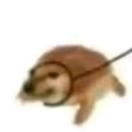 VANhongWen's Avatar'