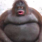 bobambo's Avatar'
