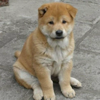 Showmaker--__--'s Avatar'