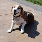 Braxswungyou's Avatar'