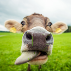 CowsAreSacred's Avatar'