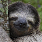 PlatoTheSloth's Avatar'