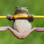 Pog_Frog_1's Avatar'