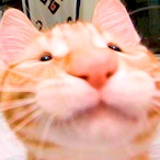CATMANIAHD's Avatar'