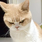 jakobswingzz's Avatar'