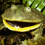 SpittingFrog's Avatar'