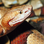 c0pper_head's Avatar