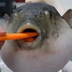 SixSeven6767HD's Avatar'