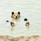NativeBear345's Avatar'