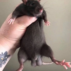 RatTaint's Avatar'