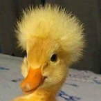 Unbeatenducky's Avatar'