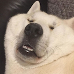 harleyblobbb's Avatar'