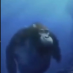 Funky_Monkey762's Avatar'