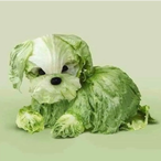 Lil_Turt_'s Avatar'