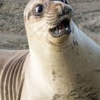 Lijpe-zeehond's Avatar'