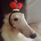Lord-FoogThe2st's Avatar'