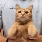 sxdcat's Avatar'