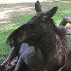 Moosetage.'s Avatar'