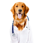 Dr_SmurfDog's Avatar'