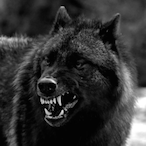 Shaiiko_01's Avatar'