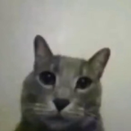 Shmeep's Avatar'