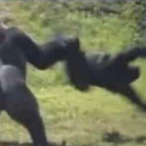 SCP-682-2's Avatar'