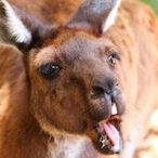 Krangaroo's Avatar'